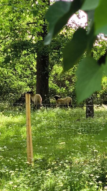 Le PAPP est ouvert tous les jours de 11h à 18h jusqu'au 3 mai. 💚🐏🌳🍟