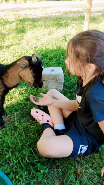 Quand une de nos chèvres n'est pas en forme, toute la famille se mobilise 🙏Notre Lili se bat mais elle est extrêmement affaiblie. On fait notre maximum pour la sauver 🤞🤞🤞🤞😢Ce n'est jamais facile de voir nos animaux malades mais ça fait partie de la réalité.. beaucoup de joie mais des moments d'inquiétude aussi parfois.