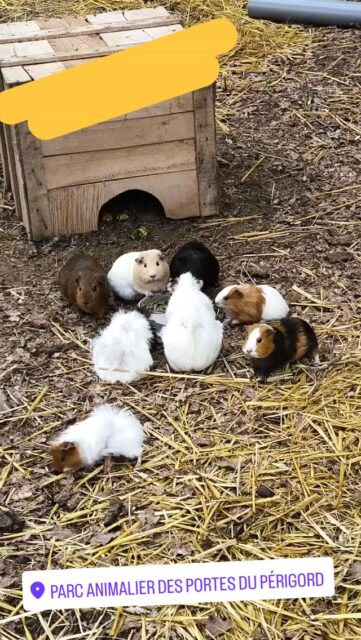 SNACK TIME CHEZ LES CUICUI ! 🐹💚🌳
