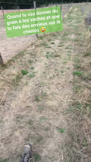 Les Highlands font des jaloux ce soir au PAPP 😬🌳💚🐄