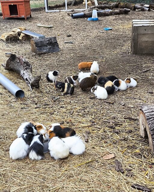 Le PAPP est ouvert ce mercredi 30/09.Retrouvez-nous et nos animaux de 11h à 17h. 🐄🐎🐏🐖
La friterie est ouverte pour le midi, gaufres, glaces et rafraîchissements toute la journée ! 🍟🧇🥛
Ils vous attentent ! 💚💯🌳😘