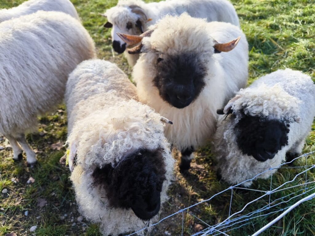 Moutons